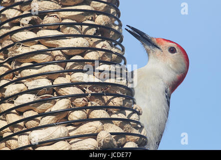 Homme Pic à ventre roux (Melanerpes carolinus) sur un convoyeur d'arachide avec un fond bleu Banque D'Images