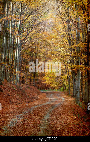 Vintage photo de curving Road dans la forêt d'automne Banque D'Images