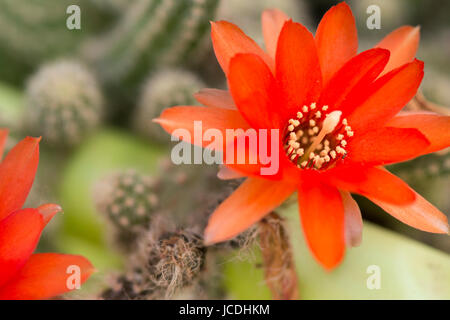 Gros plan macro de petites fleurs rouge vif magnifique de cactus, une petite plante qui fleurit au printemps et en été, l' affichage haut Banque D'Images