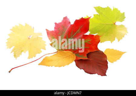 Des feuilles d'automne rouge vif parmi une sélection de feuilles en jaune et vert montrant la palette de couleurs de l'automne, isolated on white Banque D'Images