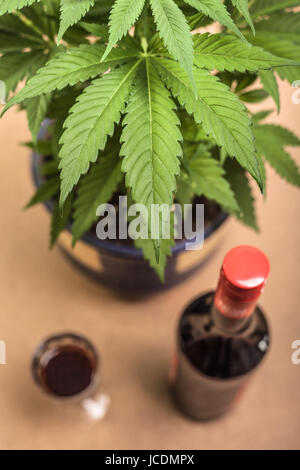 Plante de cannabis et bouteille d'alcool. Banque D'Images