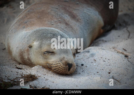 Sieste sur la plage, un lion de mer Galapagos (Zalophus wollebacki) prend une sieste. Salon des lions de mer en groupes sur la plupart des plages dans les îles Galapagos. Banque D'Images