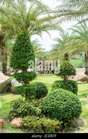 Les arbustes nains et palmier dans le jardin Banque D'Images