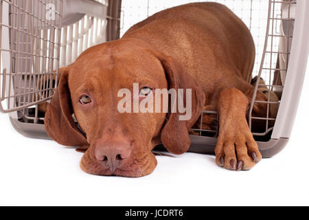 Chien calme dans sa pose à la caisse à l'afficheur Banque D'Images