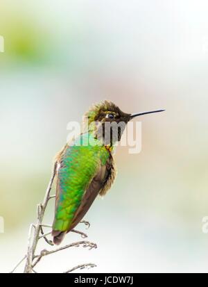 Vue de profil d'un petit Colibri d'Anna assis sur un perchoir. Distinctif pour ses longues, droites et minces, bec rouge irisé, couronne et gorgerin, iridecent vert bronze, dos gris, brun et ventre de loi. Banque D'Images