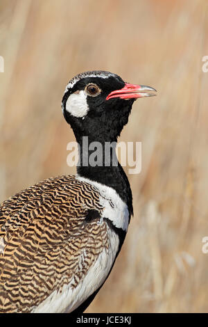 Homme-blanc Outarde (Afrotis afraoides piquants), désert du Kalahari, Afrique du Sud Banque D'Images