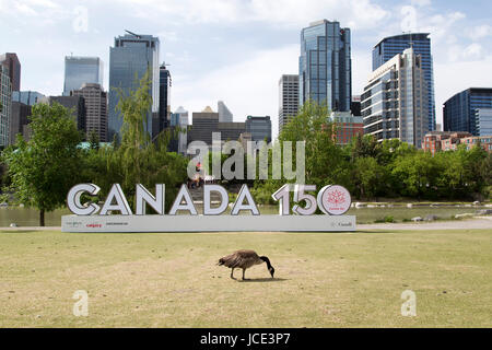 Canada Goose par un signe 150 Canada à Calgary, Canada. L'enseigne célèbre 150 ans depuis la Confédération. Banque D'Images