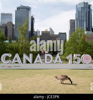 Canada Goose par un signe 150 Canada à Calgary, Canada. L'enseigne célèbre 150 ans depuis la Confédération. Banque D'Images