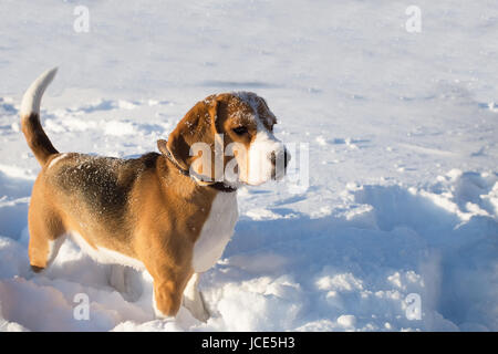 Chien dans la neige. Chien Beagle à l'extérieur en hiver 24. Banque D'Images