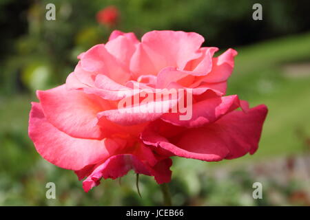 Rosa 'Fragrant Cloud', une floraison parfumée rose thé hybride dans la frontière d'un jardin anglais en juin, UK Banque D'Images