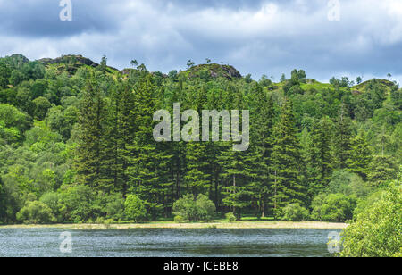 Yew Tree Tarn près du district du lac Coniston Banque D'Images