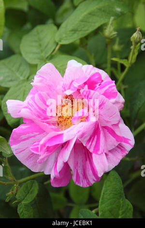 Rosa Mundi, parfumé, un ancien à rayures rose gallica également connu sous le nom de Rosa Gallica 'Versicolor', en pleine floraison dans un jardin anglais en juin, UK Banque D'Images