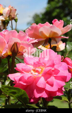 Rosa 'accroche', un floribunda rose anglais avec une habitude touffue en pleine floraison dans un jardin anglais en juin, UK Banque D'Images