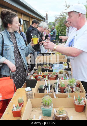 Vente cale à un cactus cactus show annuel organisé par la direction générale de la Sheffield British Cactus and Succulent Society, Sheffield, England, UK Banque D'Images