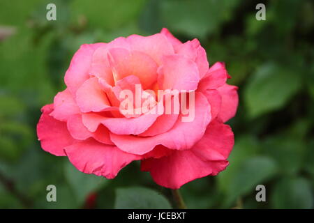 Rosa 'Fragrant Cloud', une floraison parfumée rose thé hybride dans la frontière d'un jardin anglais en juin, UK Banque D'Images