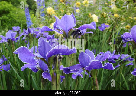 Iris sibirica 'Silver Edge', dans le bleu de l'Iris de Sibérie en pleine floraison à la recherche de rosa 'Golden Celebration' à la frontière d'un jardin anglais en juin Banque D'Images