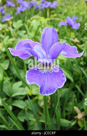 Iris sibirica 'Silver Edge', dans le bleu de l'Iris de Sibérie en pleine floraison à la frontière d'un jardin anglais Juin, UK Banque D'Images