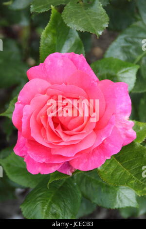 Rosa 'accroche', un floribunda rose anglais avec une habitude touffue en pleine floraison dans un jardin anglais en juin, UK Banque D'Images