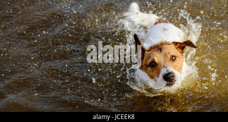 Cute dog shaking off et de s'éclabousser dans l'eau looking at camera Banque D'Images