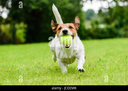 Funny dog avec balle de tennis dans les mâchoires à jouer sur pelouse Banque D'Images