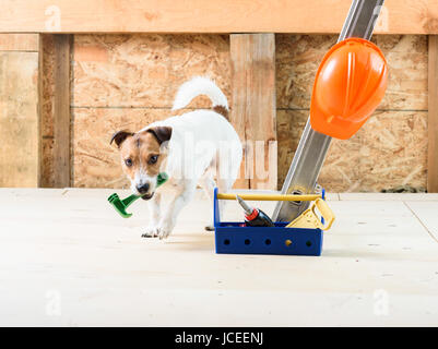 Chien à l'entrée du site de construction sur la caméra et de l'extraction d'un marteau Banque D'Images