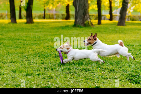 Deux chiens tournant au park lawn jouant avec des jouets de l'extracteur Banque D'Images