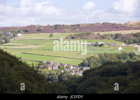 West Yorkshire, UK 31 Août : Hillside rose avec Heather en fleur le 31 août 2014 à Digley réservoir, Holmeforth, Holme Valley Banque D'Images