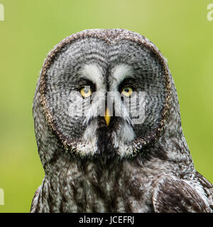 Une chouette lapone (Strix nebulosa) montre son beau visage dans cette squared portrait lorsque perché sur une roundpole avec un beau retour de flou artistique Banque D'Images