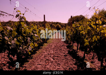 Vignoble de vin dans la région du Kent de denrées uk juin 2017 Banque D'Images