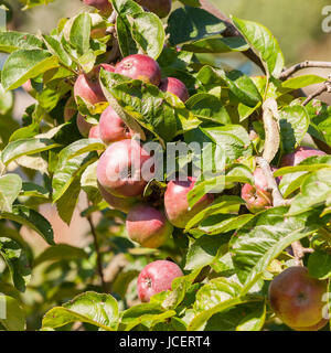 Pommes rouges juteux prêt à prendre de l'arbre dans le Royaume-Uni Banque D'Images