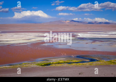 Laguna Honda au sud Lipez Altiplano reserva Eduardo Avaroa, Bolivie Banque D'Images