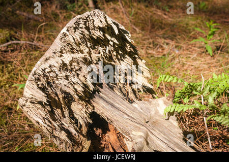 Une souche d'arbre bien décomposé dans Roseisle Forêt, Moray, Ecosse. Banque D'Images