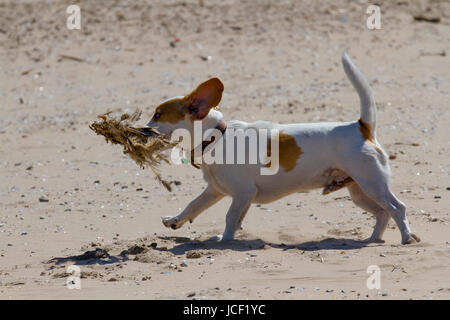 Chien joue sur la plage, Crosby Beach, le Merseyside (Royaume-Uni). Météo britannique. 15 Juin, 2017. Pour commencer la journée ensoleillée dans le nord-ouest comme Olly, un 8 mois chiot Beagle, aime explorer sur la plage de sable. /AlamyLiveNews MediaWorldImages crédit ; Banque D'Images