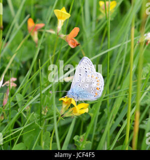 Manchester, UK. 15 Juin, 2017. Météo France : papillons sur Colley Hill, Surrey. Un papillon bleu commun mâle Polyommatus icarus se nourrit de fleurs sauvages dans une prairie sur les pentes de la colline Nord Downs au Colley, Surrey. Jeudi 15 juin 2017. Crédit photo : Lindsay : Le gendarme/Alamy Live News Banque D'Images