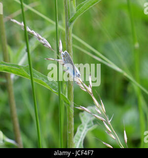 Manchester, UK. 15 Juin, 2017. Météo France : papillons sur Colley Hill, Surrey. Un papillon bleu commun mâle Polyommatus icarus se nourrit de fleurs sauvages dans une prairie sur les pentes de la colline Nord Downs au Colley, Surrey. Jeudi 15 juin 2017. Crédit photo : Lindsay : Le gendarme/Alamy Live News Banque D'Images