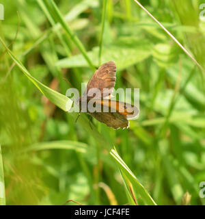 Manchester, UK. 15 Juin, 2017. Météo France : papillons sur Colley Hill, Surrey. Une femelle Papillon Maniola jurtina Meadow Brown repose sur un brin d'herbe dans un pré sur les pentes de la colline Nord Downs au Colley, Surrey. Jeudi 15 juin 2017. Crédit photo : Lindsay : Le gendarme/Alamy Live News Banque D'Images