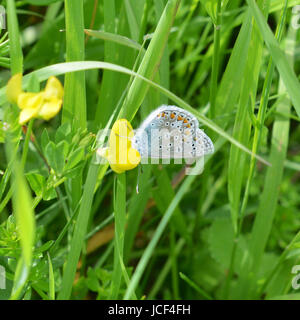 Manchester, UK. 15 Juin, 2017. Météo France : papillons sur Colley Hill, Surrey. Un papillon bleu commun mâle Polyommatus icarus se nourrit de fleurs sauvages dans une prairie sur les pentes de la colline Nord Downs au Colley, Surrey. Jeudi 15 juin 2017. Crédit photo : Lindsay : Le gendarme/Alamy Live News Banque D'Images