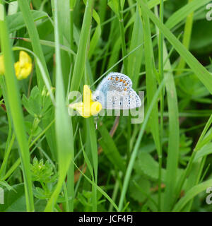 Manchester, UK. 15 Juin, 2017. Météo France : papillons sur Colley Hill, Surrey. Un papillon bleu commun mâle Polyommatus icarus se nourrit de fleurs sauvages dans une prairie sur les pentes de la colline Nord Downs au Colley, Surrey. Jeudi 15 juin 2017. Crédit photo : Lindsay : Le gendarme/Alamy Live News Banque D'Images