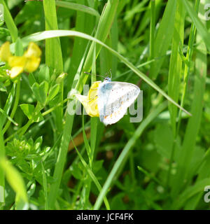 Manchester, UK. 15 Juin, 2017. Météo France : papillons sur Colley Hill, Surrey. Un papillon bleu commun mâle Polyommatus icarus se nourrit de fleurs sauvages dans une prairie sur les pentes de la colline Nord Downs au Colley, Surrey. Jeudi 15 juin 2017. Crédit photo : Lindsay : Le gendarme/Alamy Live News Banque D'Images