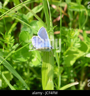 Manchester, UK. 15 Juin, 2017. Météo France : papillons sur Colley Hill, Surrey. Un papillon bleu commun mâle Polyommatus icarus se nourrit de fleurs sauvages dans une prairie sur les pentes de la colline Nord Downs au Colley, Surrey. Jeudi 15 juin 2017. Crédit photo : Lindsay : Le gendarme/Alamy Live News Banque D'Images