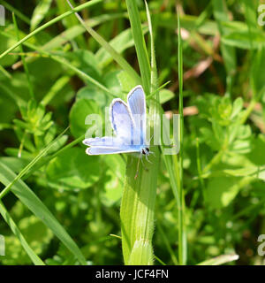 Manchester, UK. 15 Juin, 2017. Météo France : papillons sur Colley Hill, Surrey. Un papillon bleu commun mâle Polyommatus icarus se nourrit de fleurs sauvages dans une prairie sur les pentes de la colline Nord Downs au Colley, Surrey. Jeudi 15 juin 2017. Crédit photo : Lindsay : Le gendarme/Alamy Live News Banque D'Images