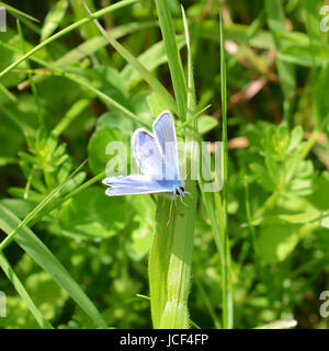 Manchester, UK. 15 Juin, 2017. Météo France : papillons sur Colley Hill, Surrey. Un papillon bleu commun mâle Polyommatus icarus se nourrit de fleurs sauvages dans une prairie sur les pentes de la colline Nord Downs au Colley, Surrey. Jeudi 15 juin 2017. Crédit photo : Lindsay : Le gendarme/Alamy Live News Banque D'Images