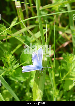 Manchester, UK. 15 Juin, 2017. Météo France : papillons sur Colley Hill, Surrey. Un papillon bleu commun mâle Polyommatus icarus se nourrit de fleurs sauvages dans une prairie sur les pentes de la colline Nord Downs au Colley, Surrey. Jeudi 15 juin 2017. Crédit photo : Lindsay : Le gendarme/Alamy Live News Banque D'Images