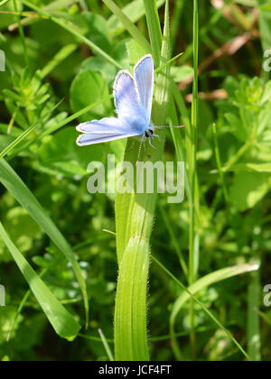 Manchester, UK. 15 Juin, 2017. Météo France : papillons sur Colley Hill, Surrey. Un papillon bleu commun mâle Polyommatus icarus se nourrit de fleurs sauvages dans une prairie sur les pentes de la colline Nord Downs au Colley, Surrey. Jeudi 15 juin 2017. Crédit photo : Lindsay : Le gendarme/Alamy Live News Banque D'Images