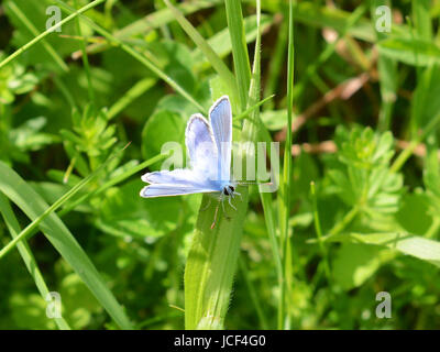 Manchester, UK. 15 Juin, 2017. Météo France : papillons sur Colley Hill, Surrey. Un papillon bleu commun mâle Polyommatus icarus se nourrit de fleurs sauvages dans une prairie sur les pentes de la colline Nord Downs au Colley, Surrey. Jeudi 15 juin 2017. Crédit photo : Lindsay : Le gendarme/Alamy Live News Banque D'Images