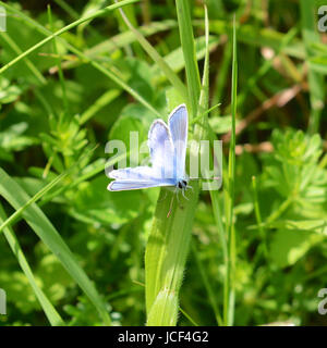 Manchester, UK. 15 Juin, 2017. Météo France : papillons sur Colley Hill, Surrey. Un papillon bleu commun mâle Polyommatus icarus se nourrit de fleurs sauvages dans une prairie sur les pentes de la colline Nord Downs au Colley, Surrey. Jeudi 15 juin 2017. Crédit photo : Lindsay : Le gendarme/Alamy Live News Banque D'Images