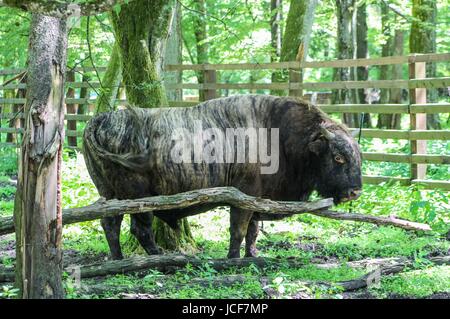 Bialoweza, Pologne. 15 Juin, 2017. - Zubron le bétail domestique et bison hybride est vu à Bialowieza, Pologne, le 15 juin 2017 Les gens profiter des beaux jours et visitez la réserve des bisons d'Europe montrent à Bialowieza, pour voir des bisons d'Europe (Zubr) et d'autres animaux. Credit : Michal Fludra/Alamy Live News Banque D'Images