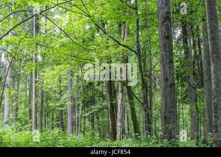 Bialoweza, Pologne. 15 Juin, 2017. Zone de réserve de biosphère de la forêt de Bialowieza est vu dans Bialoweza, Pologne le 15 juin 2017 La forêt de Bialowieza est l'une des dernières et des plus grandes parties de l'immense forêt vierge qui s'étendait autrefois de l'autre côté de la plaine européenne. La forêt abrite 800 bison d'Europe, l'Europe est l'animal terrestre le plus lourd. Credit : Michal Fludra/Alamy Live News Banque D'Images