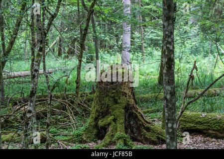 Bialoweza, Pologne. 15 Juin, 2017. Zone de réserve de biosphère de la forêt de Bialowieza est vu dans Bialoweza, Pologne le 15 juin 2017 La forêt de Bialowieza est l'une des dernières et des plus grandes parties de l'immense forêt vierge qui s'étendait autrefois de l'autre côté de la plaine européenne. La forêt abrite 800 bison d'Europe, l'Europe est l'animal terrestre le plus lourd. Credit : Michal Fludra/Alamy Live News Banque D'Images