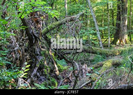 Bialoweza, Pologne. 15 Juin, 2017. Zone de réserve de biosphère de la forêt de Bialowieza est vu dans Bialoweza, Pologne le 15 juin 2017 La forêt de Bialowieza est l'une des dernières et des plus grandes parties de l'immense forêt vierge qui s'étendait autrefois de l'autre côté de la plaine européenne. La forêt abrite 800 bison d'Europe, l'Europe est l'animal terrestre le plus lourd. Credit : Michal Fludra/Alamy Live News Banque D'Images